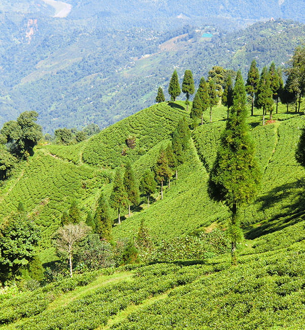 Darjeeling