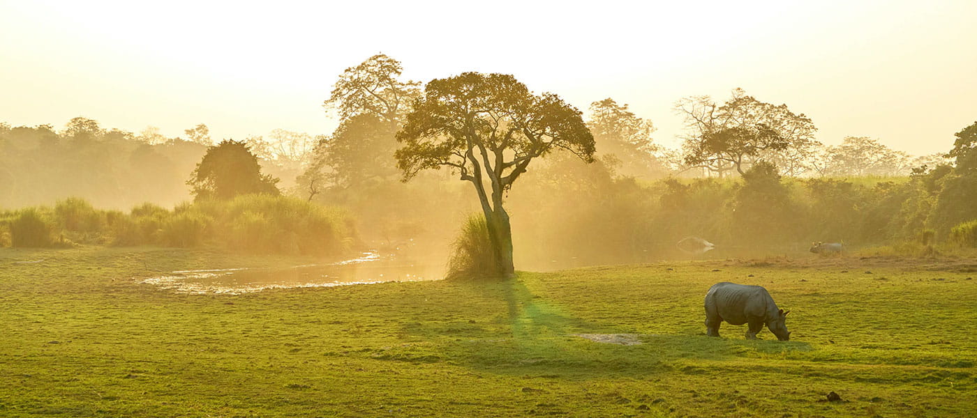 Mystic Assam Explorer