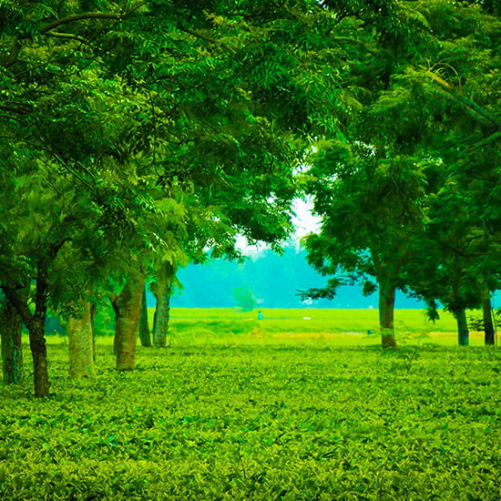 Assam Discovery Tour