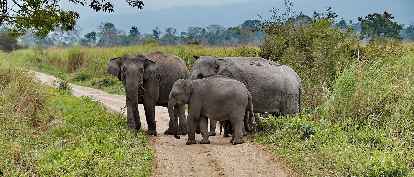 Hills & Wildlife Tour