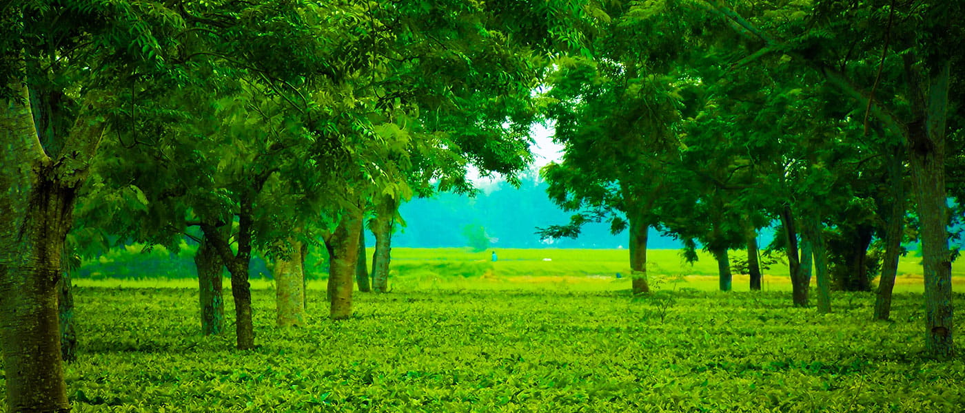 Assam Discovery Tour