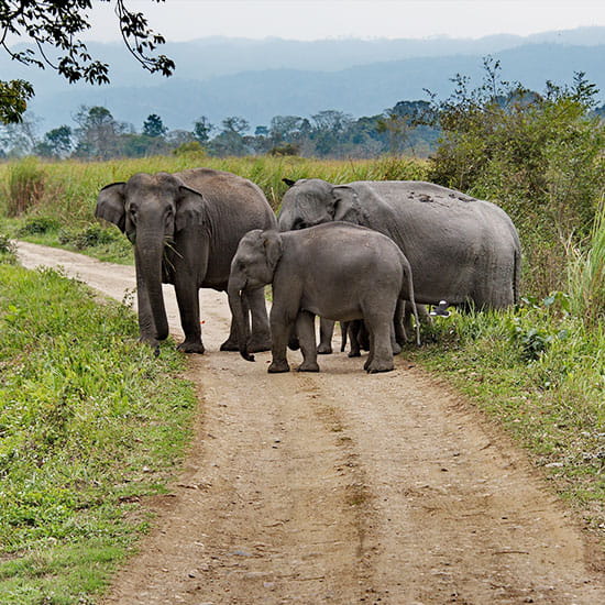 Hills & Wildlife Tour