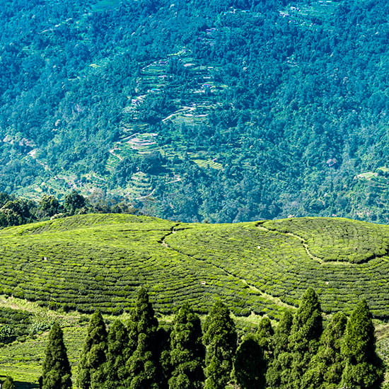 Darjeeling & Sikkim Delight