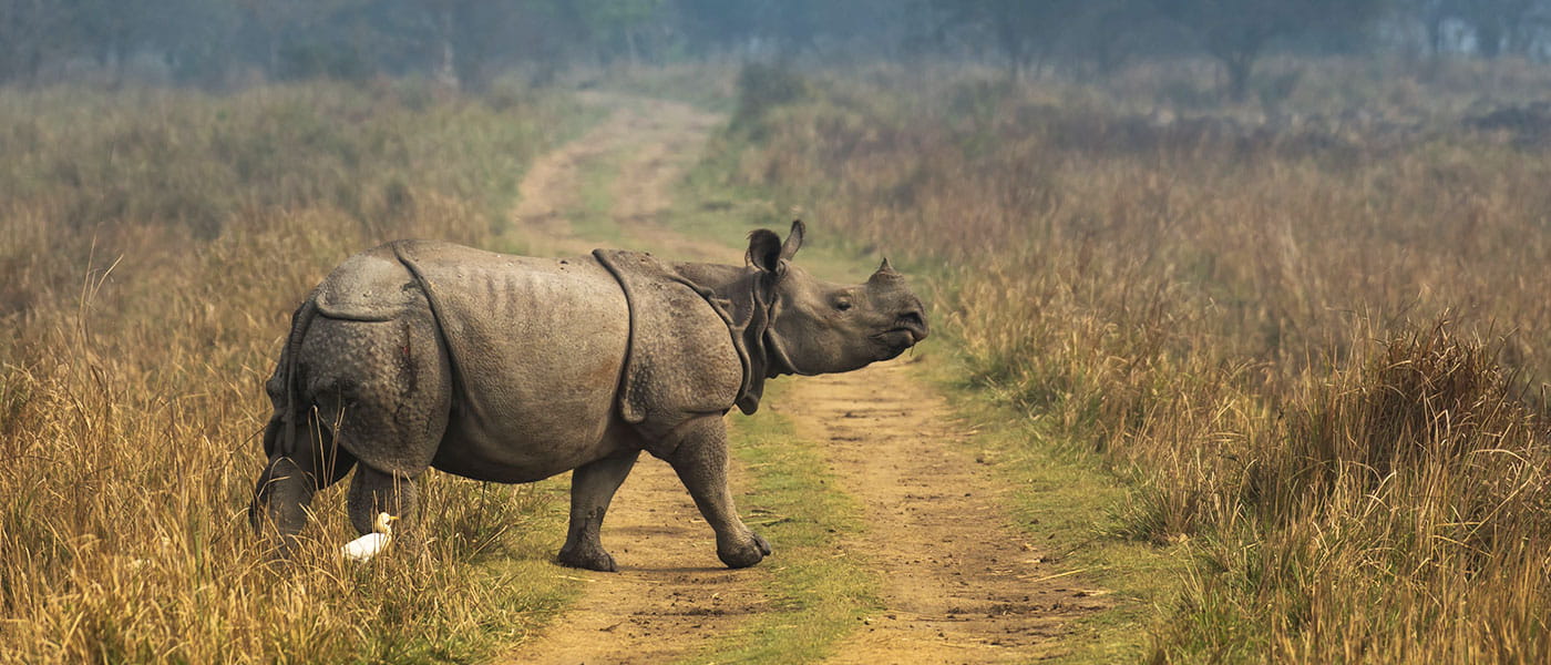 Kaziranga Safari Adventure
