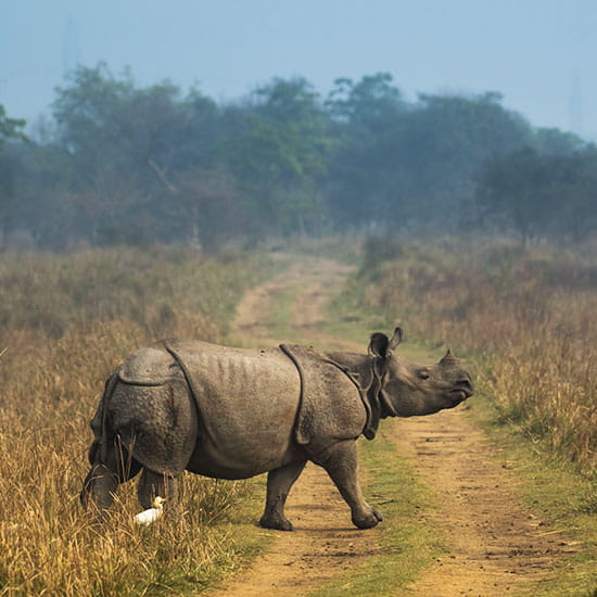 Kaziranga Safari Adventure