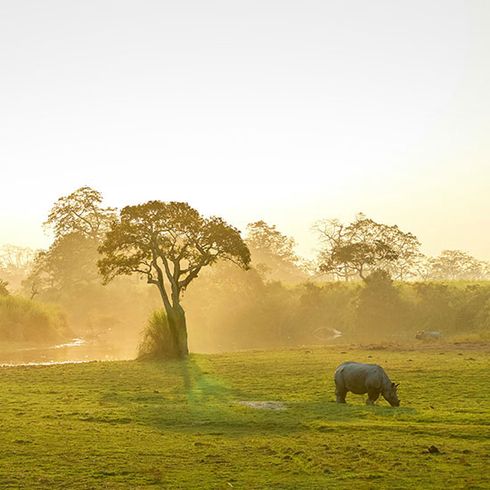 Mystic Assam Explorer