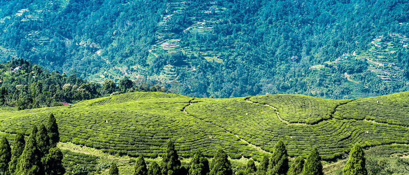 Darjeeling & Sikkim Delight